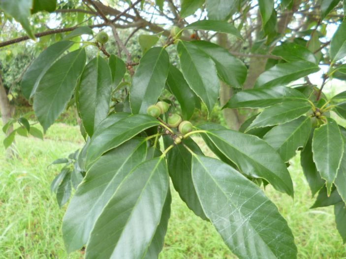 etc/P1060348.jpg 69KB 