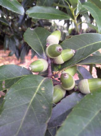 etc/Pap_0001.jpg 26KB 