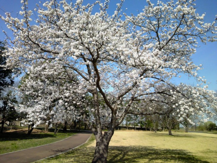 etc/Pap_0027.jpg 138KB 