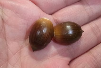 etc/R0052396.jpg 16KB 