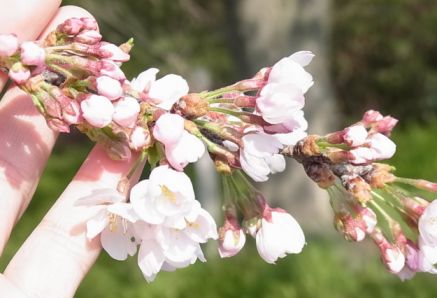 etc/Rimg7015.jpg 26KB 