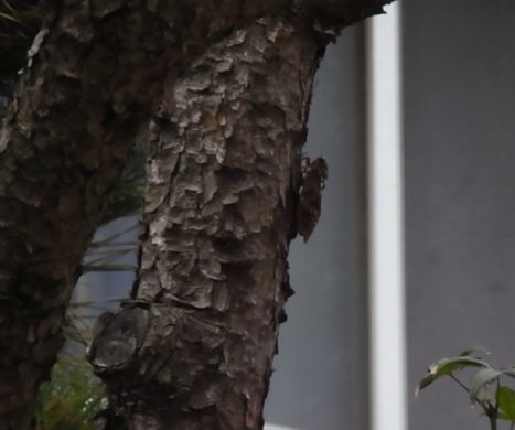 etc_1/R0059367.jpg 21KB 