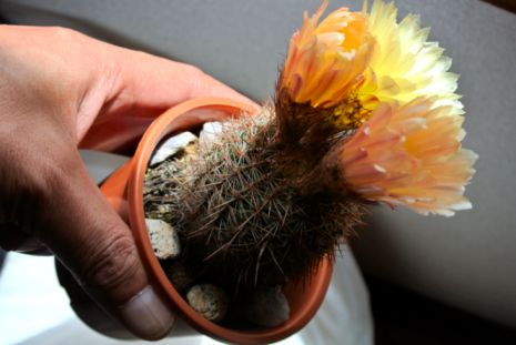 etc_1/etc_1_2/webDsc_6305.jpg 24KB 