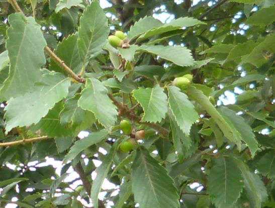 etc_1/wabP1060442.jpg 49KB 