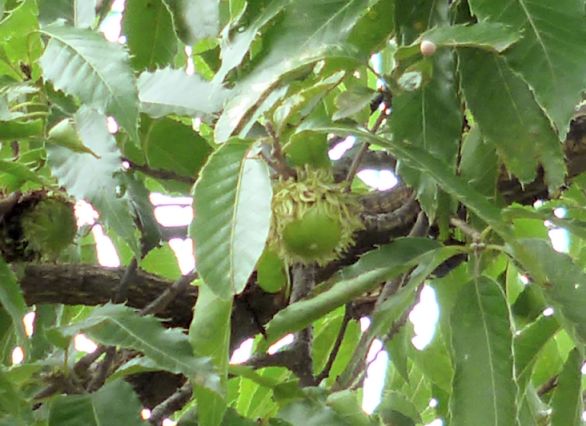 etc_1/wabP1060443.jpg 52KB 